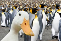 Duck
