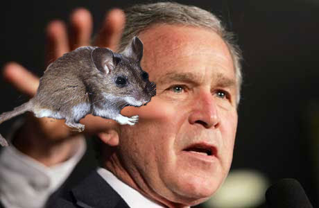 Mouse in hand