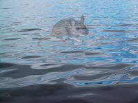 Mouse in water